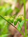 Oxalis corniculata fruit